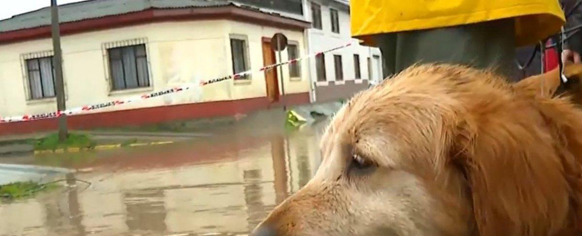 Vecinos rescatan en kayak a perrito en medio de inundaciones en Constitución