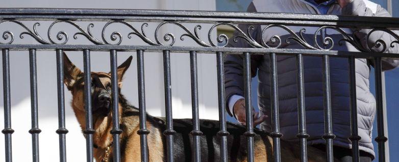 El perro de Biden ha mordido a agentes del Servicio Secreto 10 veces