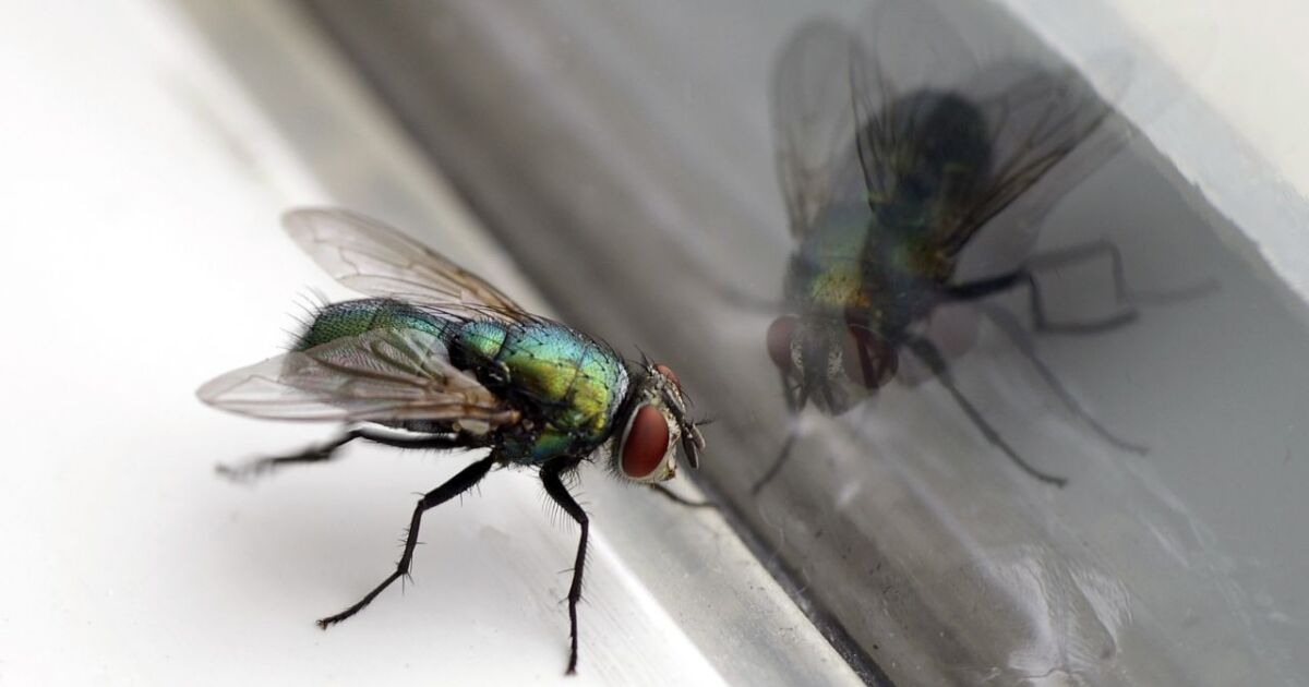 ¿Moscas en la casa? Remedios caseros para deshacerse de ellas