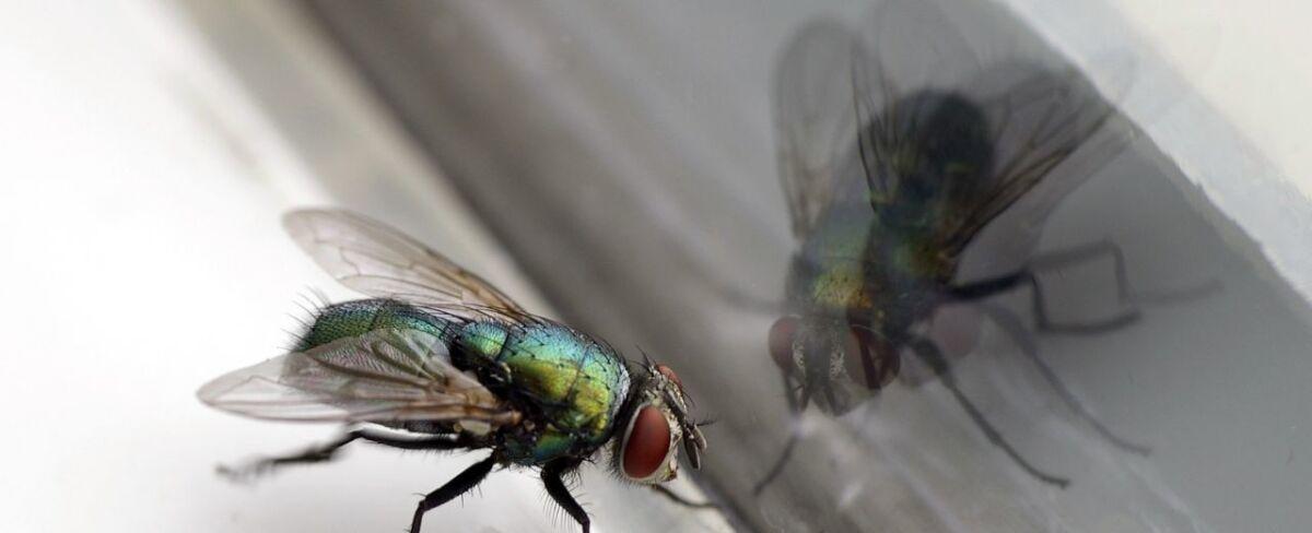 ¿Moscas en la casa? Remedios caseros para deshacerse de ellas