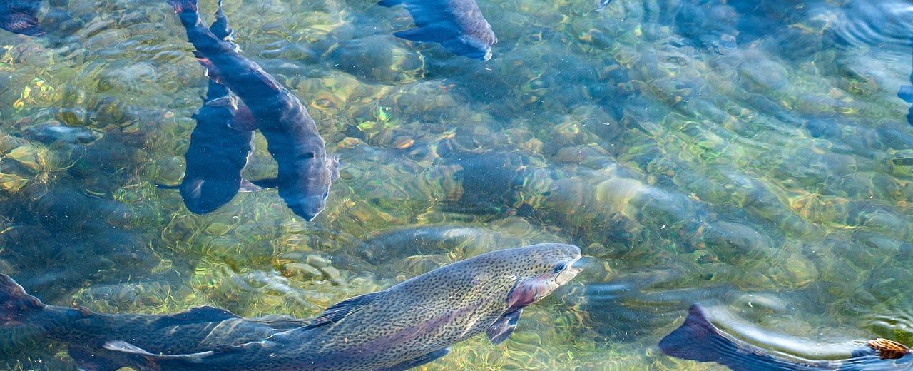 Columna de opinión UDLA: Importancia del mar en la alimentación humana - Portal de noticias - UDLA