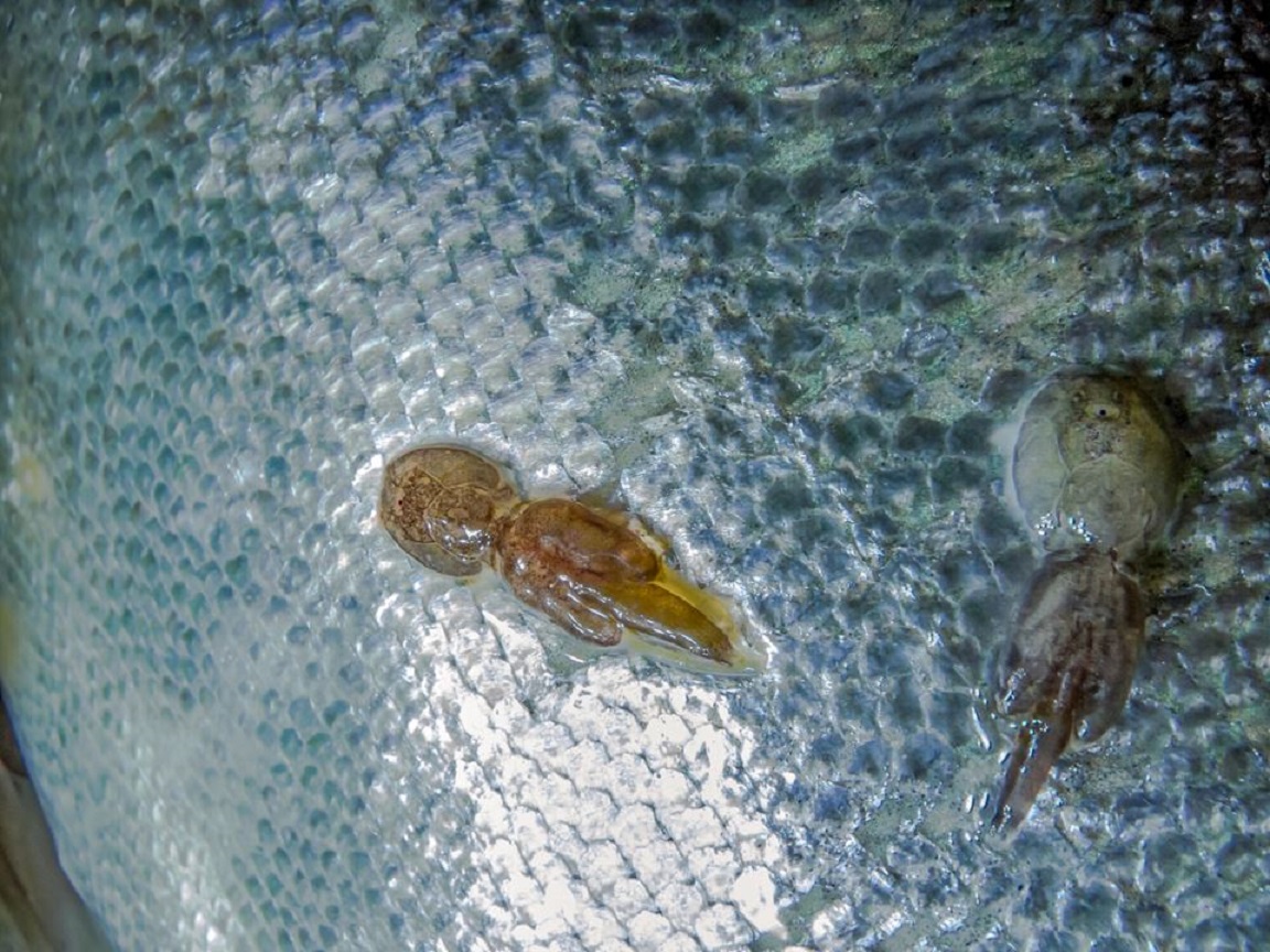 Buscan revelar procedencia de los piojos de mar a través de la dieta del salmón