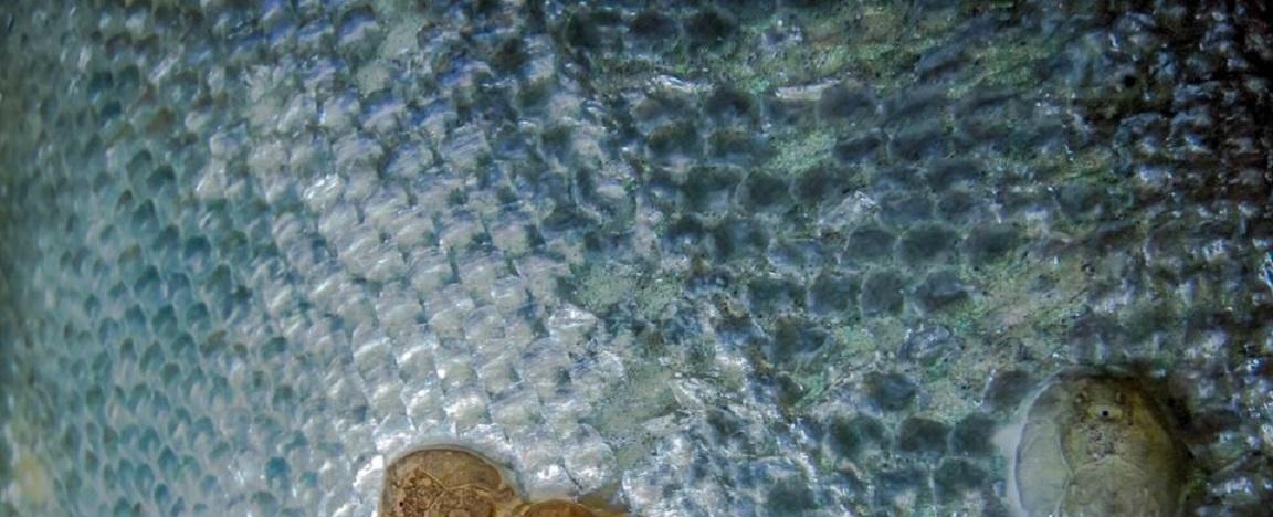 Buscan revelar procedencia de los piojos de mar a través de la dieta del salmón