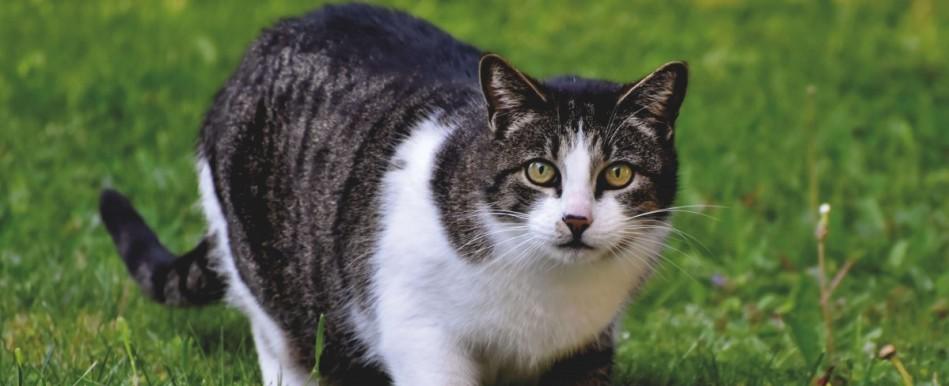 "Es fundamental para muchas de sus funciones": Conoce cuál es el elemento esencial en la dieta de los gatos