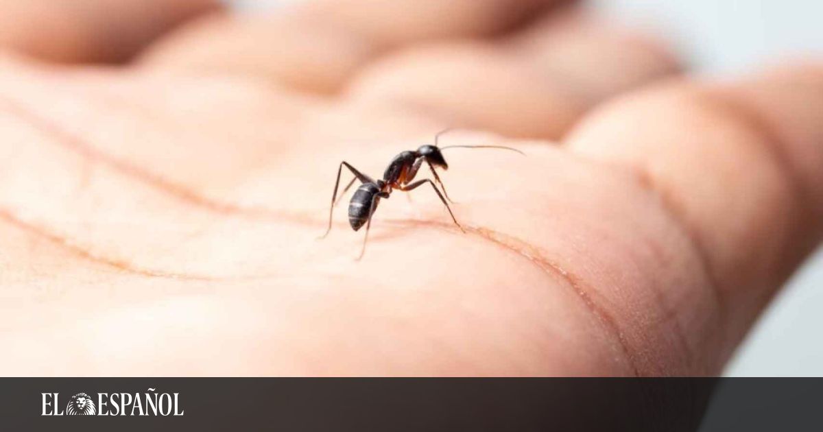 6 remedios caseros para acabar con las hormigas que te sorprenderán por su efectividad