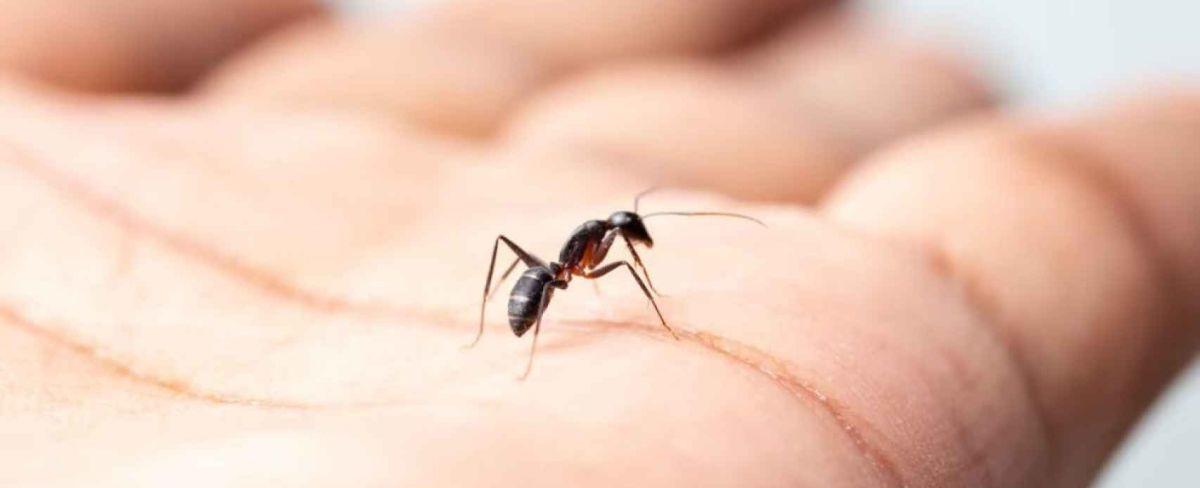 6 remedios caseros para acabar con las hormigas que te sorprenderán por su efectividad