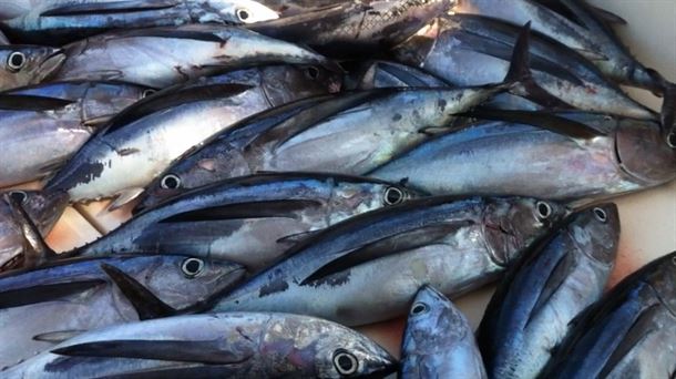 Alberto Criado, el chef del bonito, capaz de elaborar más de 100 recetas con esta variedad de pescado