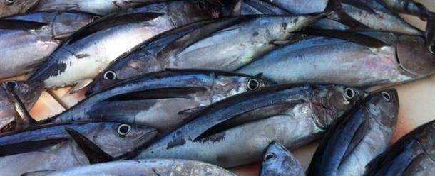 Alberto Criado, el chef del bonito, capaz de elaborar más de 100 recetas con esta variedad de pescado