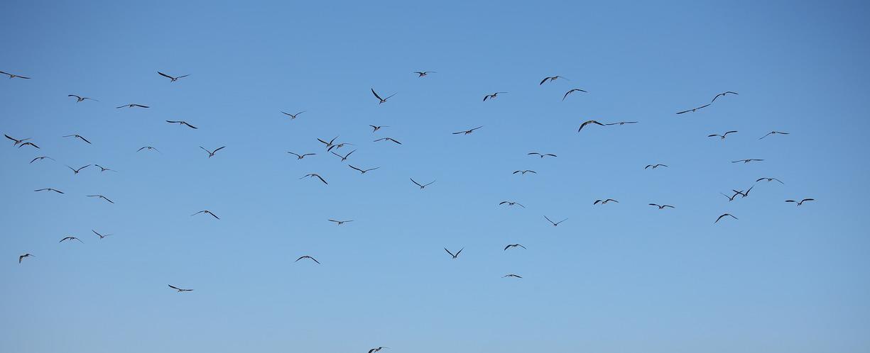 Levantan dos zonas bajo control zoosanitario por encontrarse libres de influenza aviar en Choapa