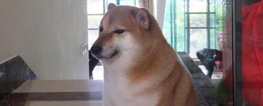 Preocupación por estado de salud de Cheems, el perro viral