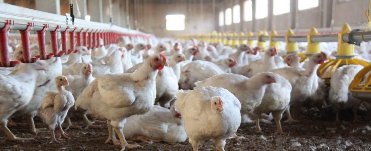 Amenaza de influenza aviar mantiene alerta a Guantánamo