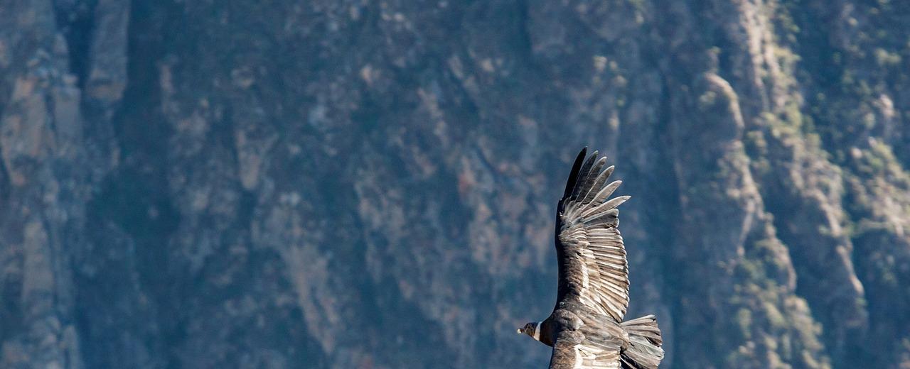 Se detecta un aumento en la concentración de plomo en la Dieta del Cóndor Andino