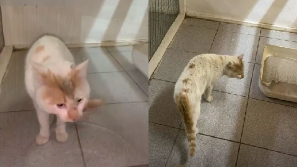 Colegio Médico Veterinario actualiza el estado de salud de gato que se lanzó al río Cachapoal