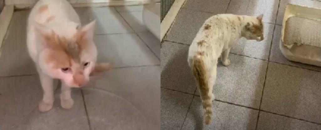 Colegio Médico Veterinario actualiza el estado de salud de gato que se lanzó al río Cachapoal