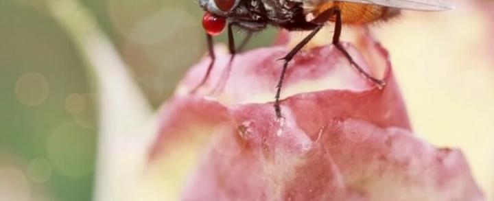 ¿Cómo ahuyentar las moscas? 8 remedios caseros que sí sirven