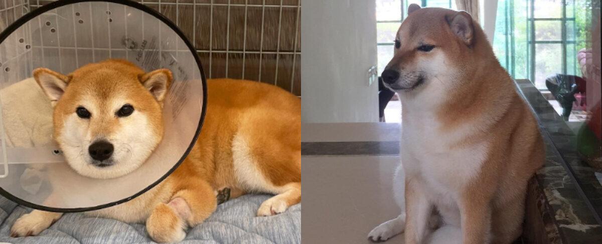 Perrito tras el meme "Cheems" enfrenta complejo estado de salud: "Puede irse en cualquier momento"