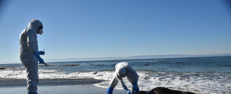 Más de 15 mil animales muertos por Influenza aviar en Chile - PL Prensa