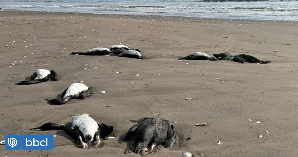 "No corresponde a influenza aviar": investigan muerte de más del mil aves en borde costero de Coquimbo