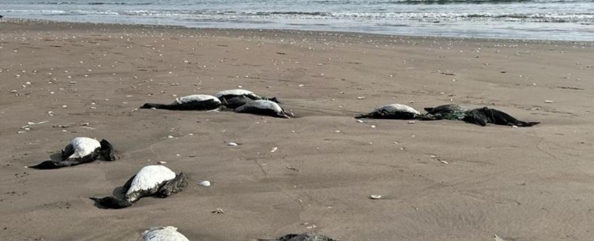 "No corresponde a influenza aviar": investigan muerte de más del mil aves en borde costero de Coquimbo