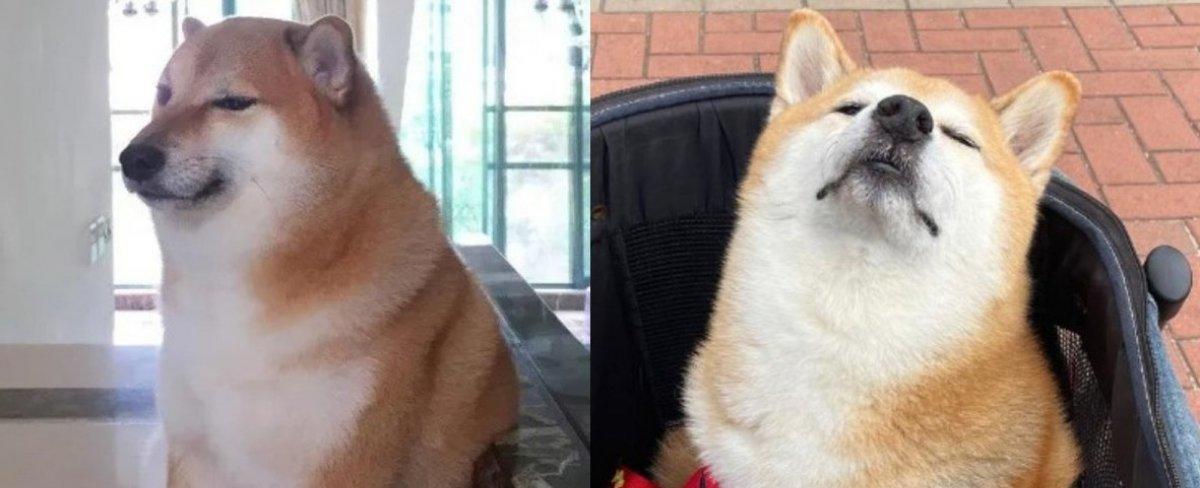 "Se niega a comer": detallan complejo estado de salud de "Cheems", icónico perrito de los memes