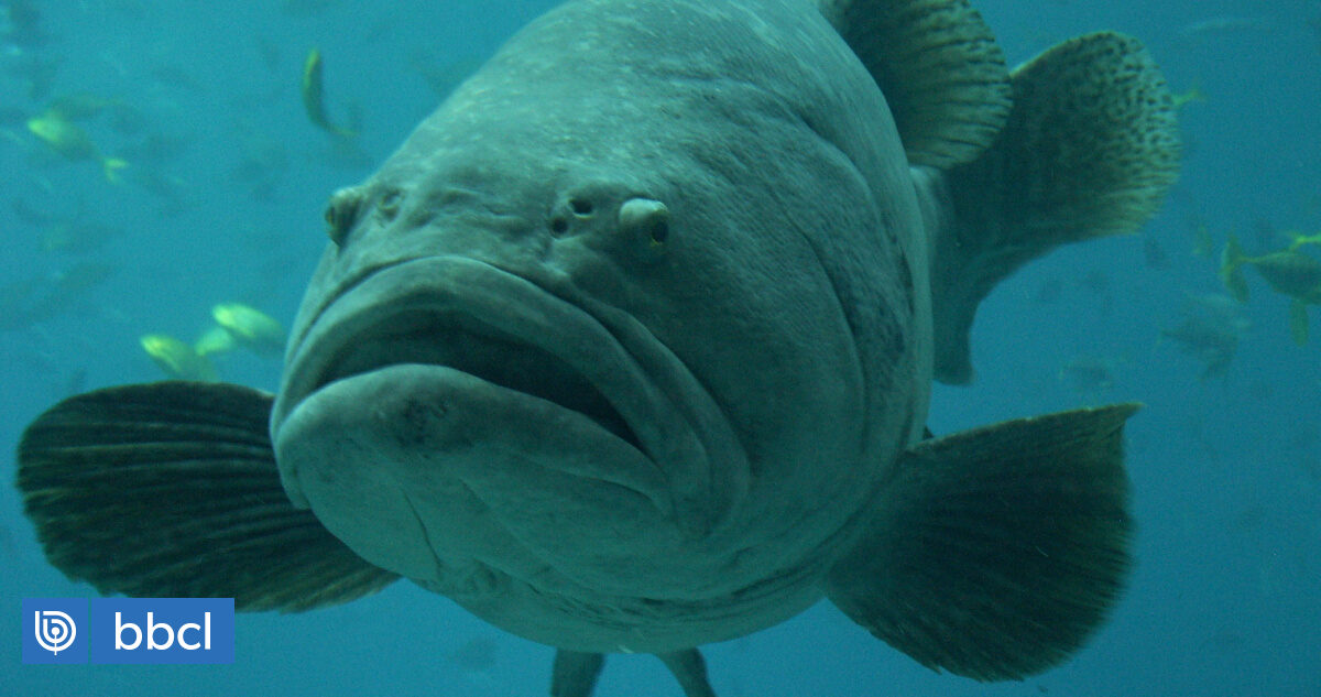 Calentamiento global causaría que peces crezcan más y vivan menos