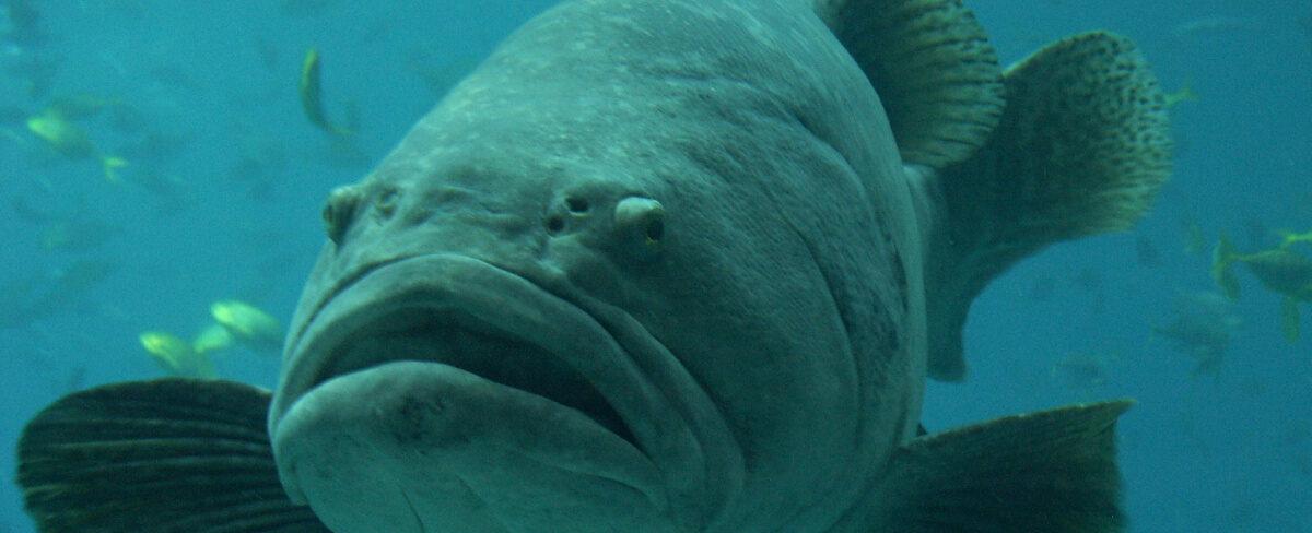 Calentamiento global causaría que peces crezcan más y vivan menos