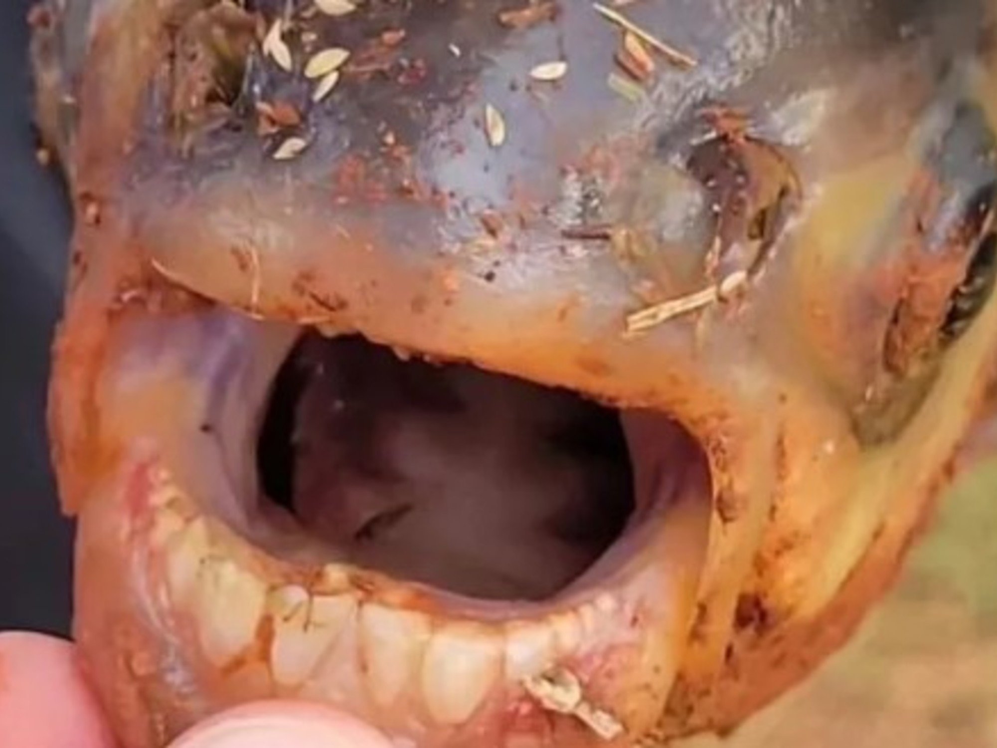 Un niño estaba pescando y atrapó un pez con dientes humanos