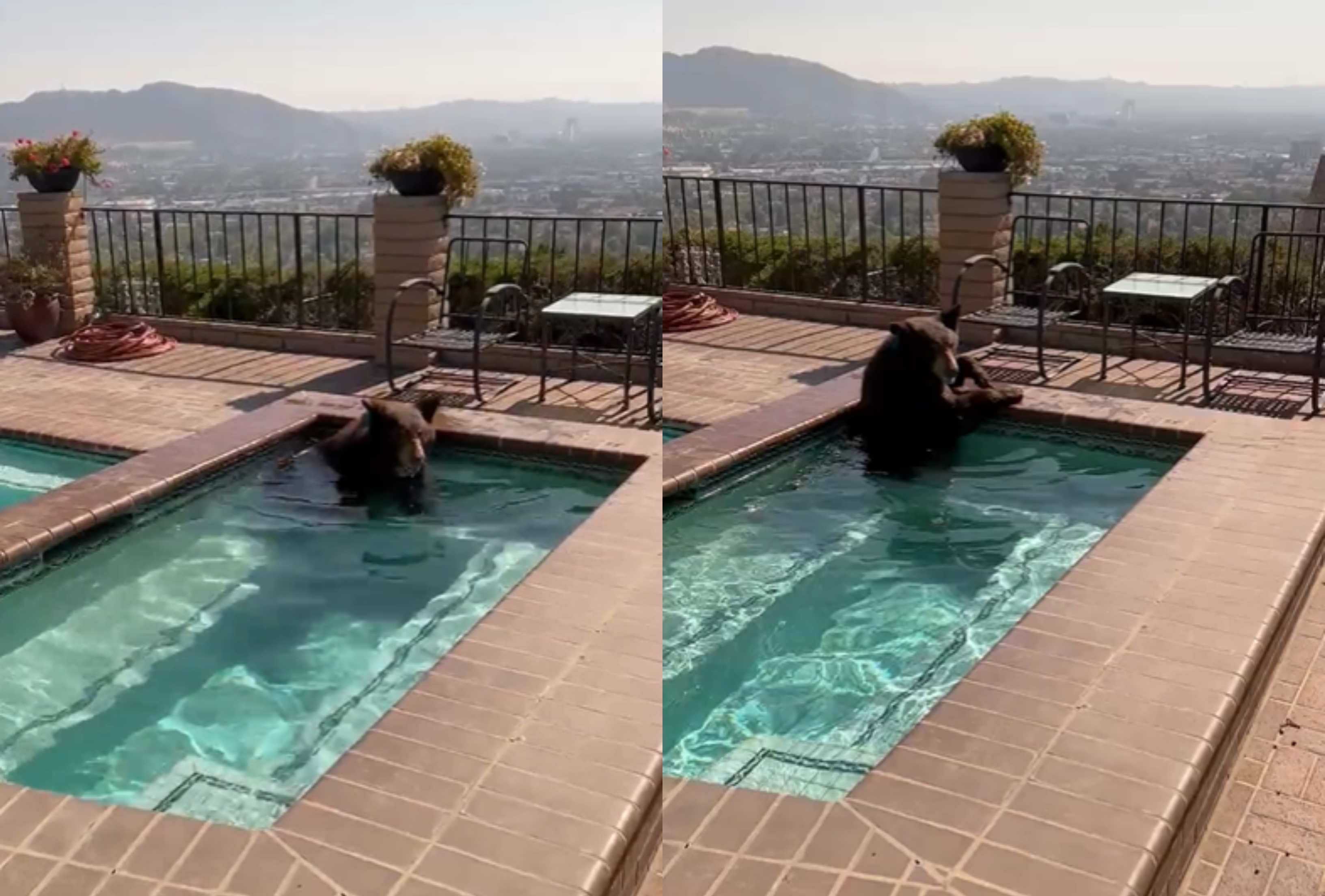 Estados Unidos: Oso es captado refrescándose en piscina con jacuzzi de una vivienda en California