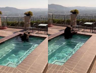 Estados Unidos: Oso es captado refrescándose en piscina con jacuzzi de una vivienda en California