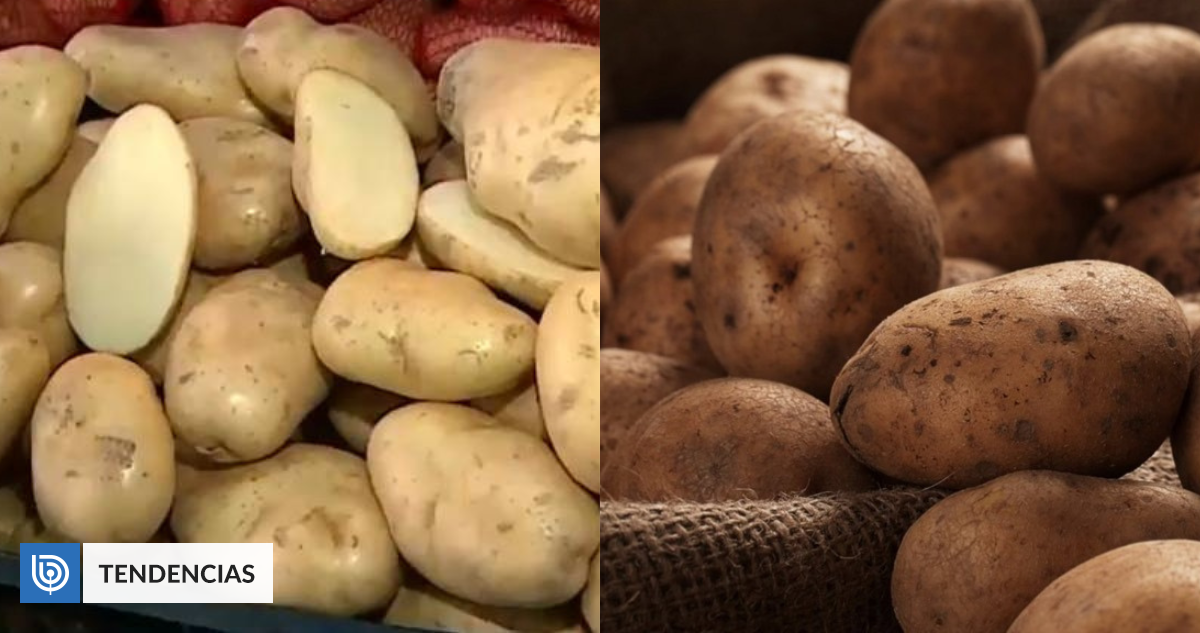 La papa argentina ya se comercializa en Chile ¿Dónde se puede encontrar y en qué se diferencia?