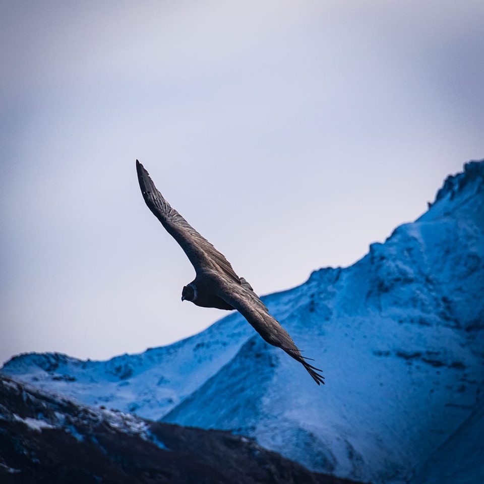 SAG región de Aysén entrega recomendaciones ante el avistamiento de cóndores - Portal Agro Chile