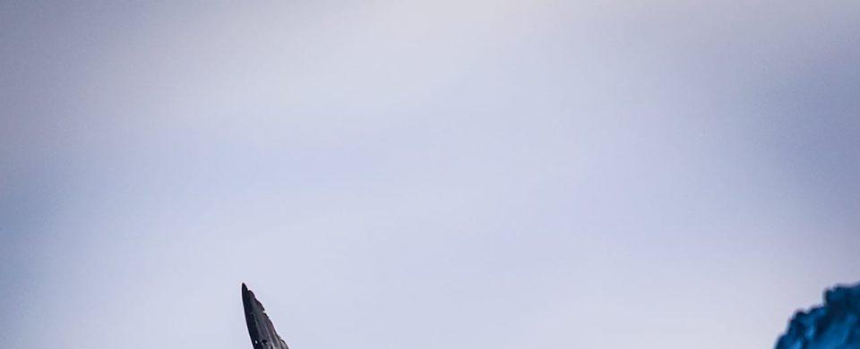 SAG región de Aysén entrega recomendaciones ante el avistamiento de cóndores - Portal Agro Chile