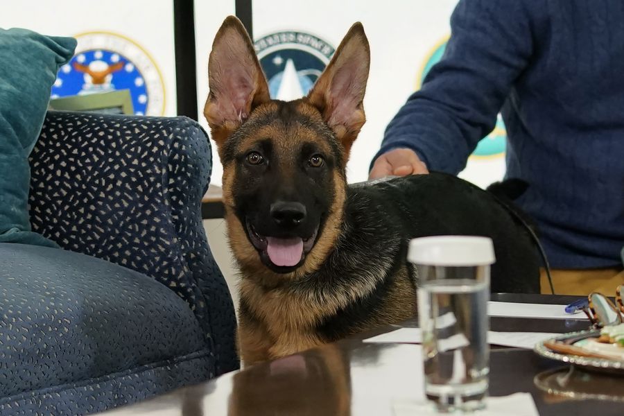 Commander, la mascota de Biden, ha mordido a agentes del Servicio Secreto por lo menos 10 veces - La Tercera