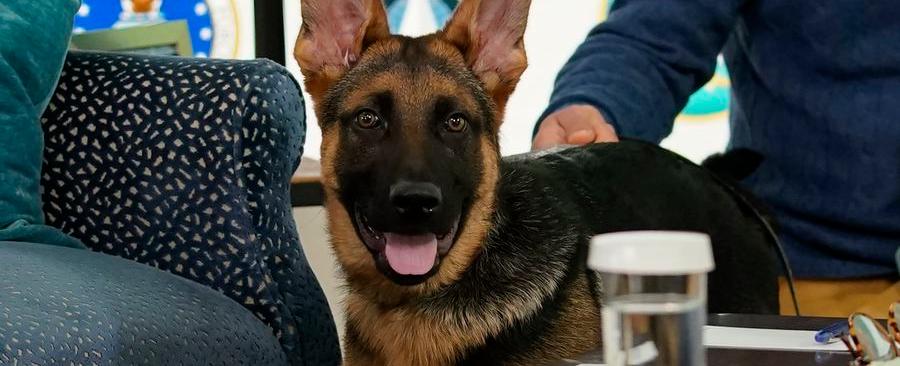 Commander, la mascota de Biden, ha mordido a agentes del Servicio Secreto por lo menos 10 veces - La Tercera