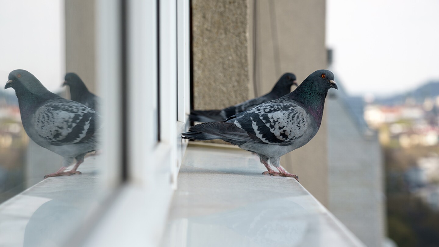 Cómo ahuyentar palomas de mi casa con remedios caseros Y SIN LASTIMARLAS
