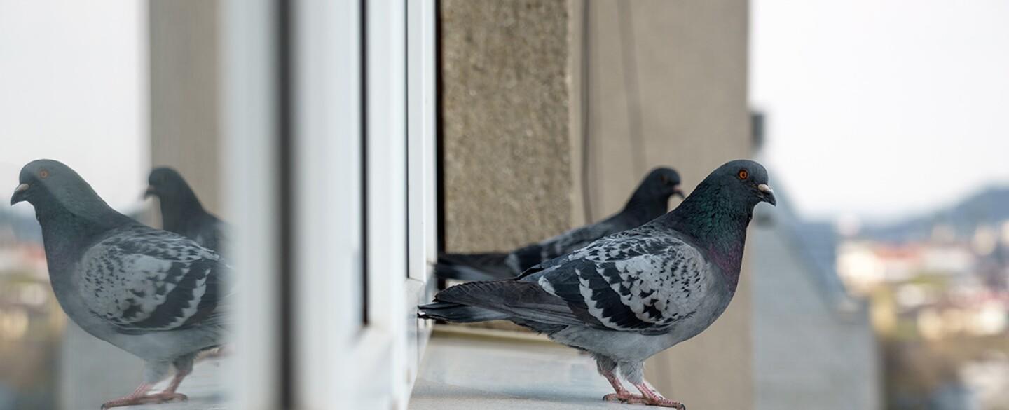 Cómo ahuyentar palomas de mi casa con remedios caseros Y SIN LASTIMARLAS