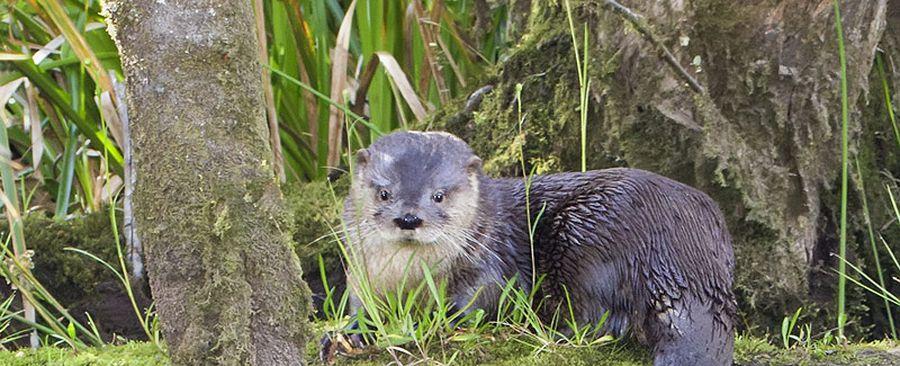 Aumentan las especies marinas afectadas por influenza aviar: huillín dio positivo en Magallanes - La Tercera