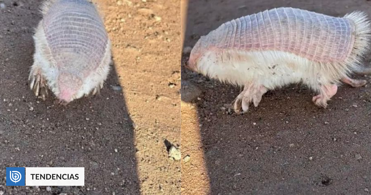 Hallan misteriosa, y esquiva, criatura ’ sin cabeza’ en Argentina: está en peligro de extinción