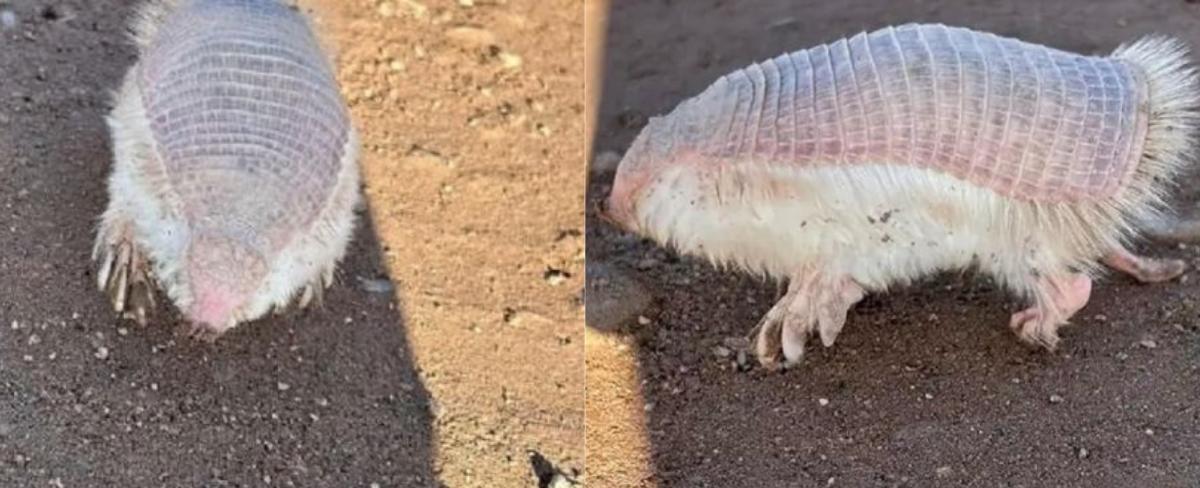 Hallan misteriosa, y esquiva, criatura ’ sin cabeza’ en Argentina: está en peligro de extinción