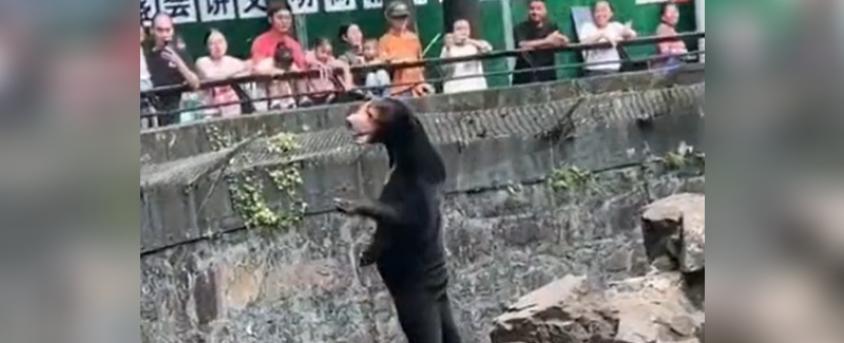 Zoológico de China da vuelta al mundo con imágenes de osos