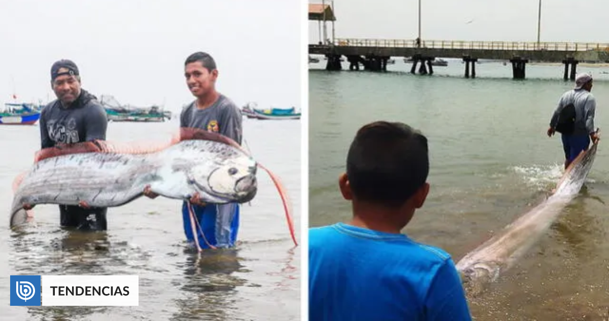 Hallan inmenso pez remo en playa de Perú: presencia se asocia a catástrofes naturales