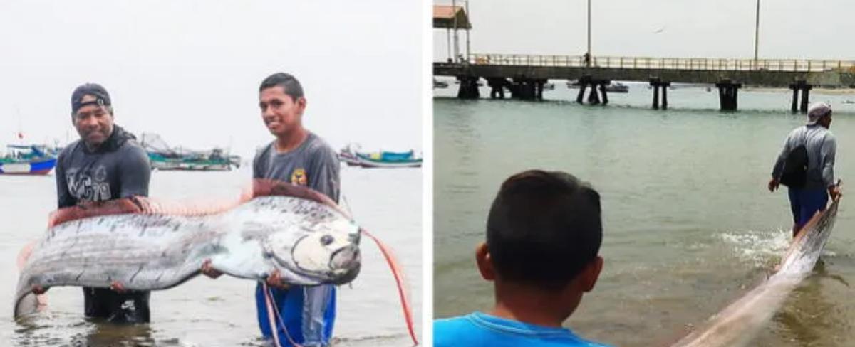 Hallan inmenso pez remo en playa de Perú: presencia se asocia a catástrofes naturales