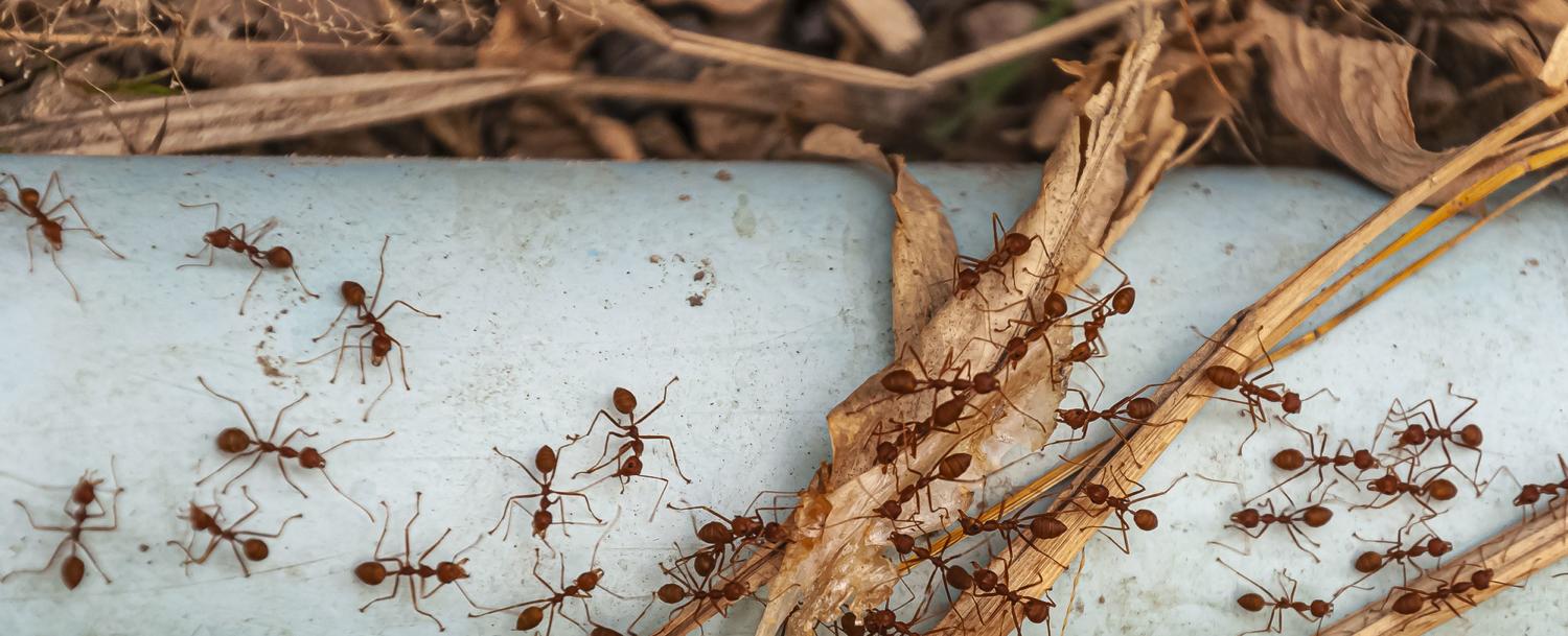 Remedios caseros para ahuyentar hormigas y otras plagas del hogar