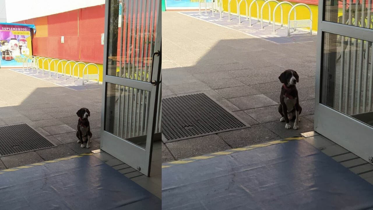 Encuentran al perro perdido en Maipú durante las elecciones de este domingo » La Voz de Maipú 2.0