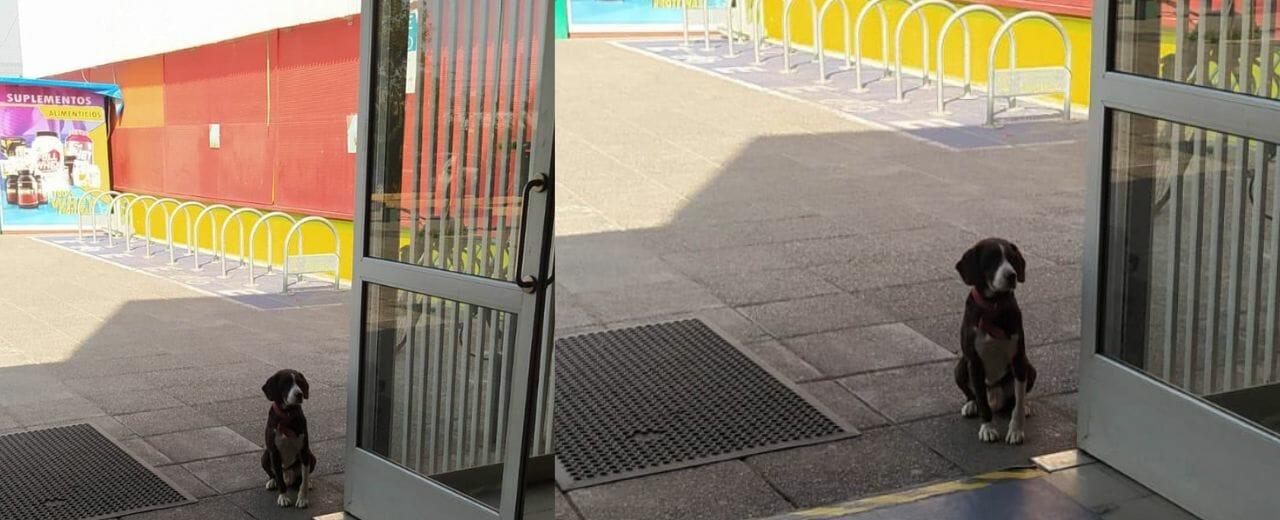 Encuentran al perro perdido en Maipú durante las elecciones de este domingo » La Voz de Maipú 2.0