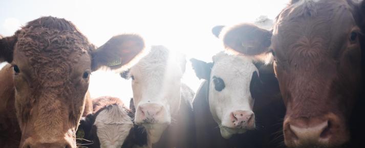 Dieta vegana cuida el planeta: Un nuevo estudio lo justificaría