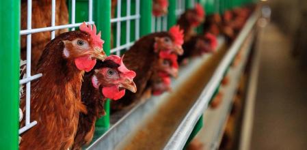 Chile se declara país libre de influenza aviar en aves de corral - RadioSago 94.5 Osorno y 96.5 Puerto Montt