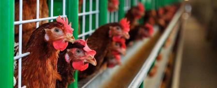 Chile se declara país libre de influenza aviar en aves de corral - RadioSago 94.5 Osorno y 96.5 Puerto Montt