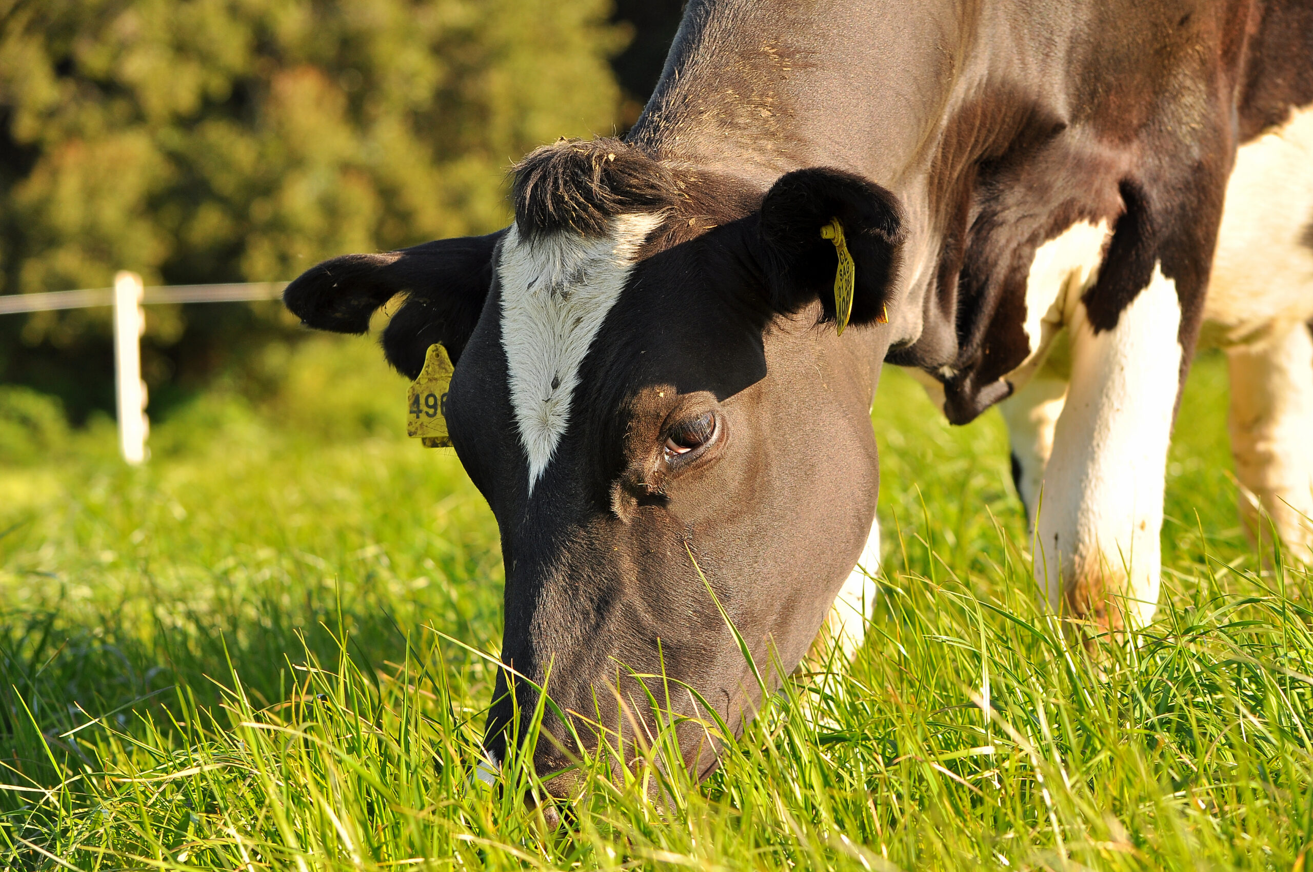 Alimentación y manejo de rebaños de recría engorda, con las mejores alternativas forrajeras