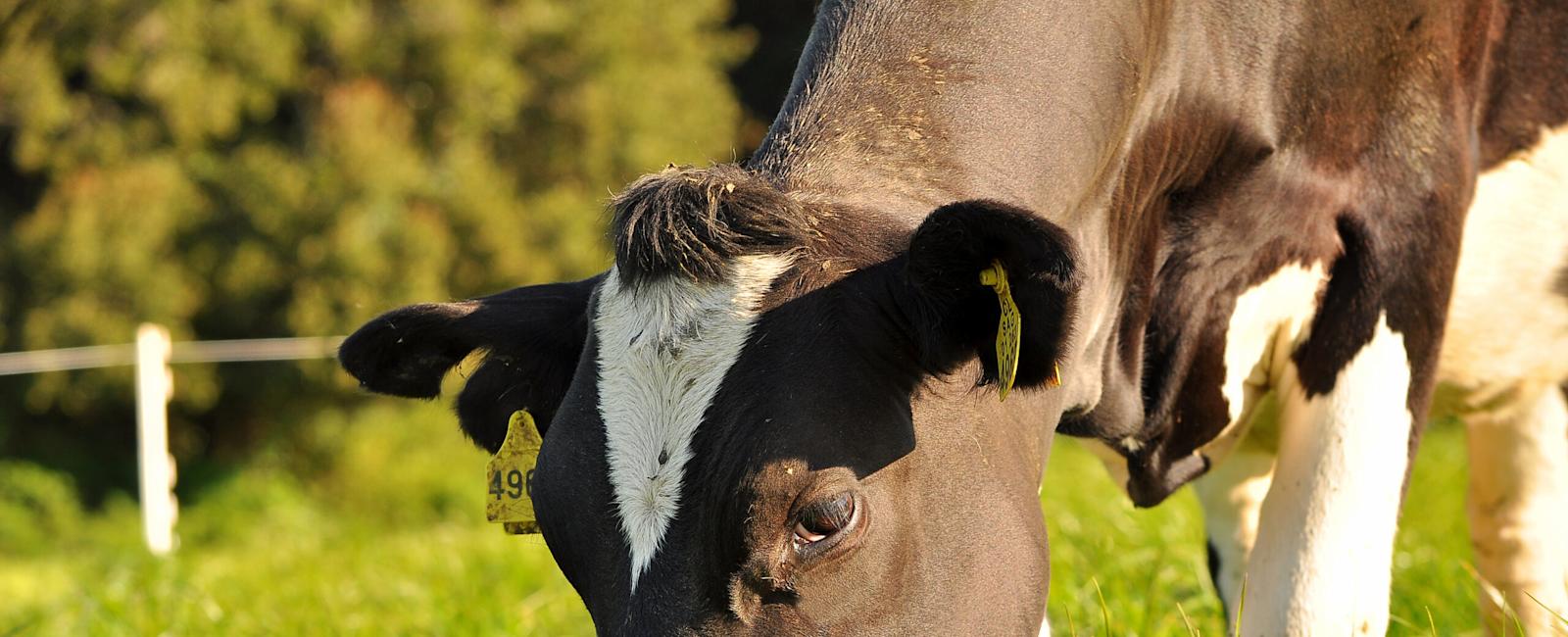 Alimentación y manejo de rebaños de recría engorda, con las mejores alternativas forrajeras